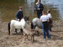 Appleby horses