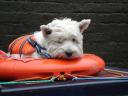 Dog on boat