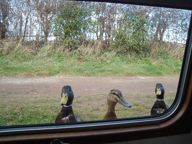 Ducks at Seend