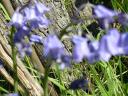 Bluebells and wood