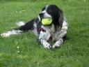 Jethro with ball in kennels