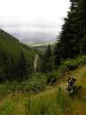 Whinlatter Forest