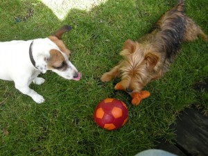 Good friends sharing toys